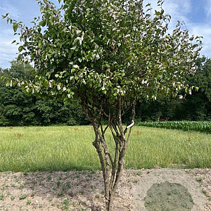Cornus mas 300-350 cm draadkluit meerstammig
