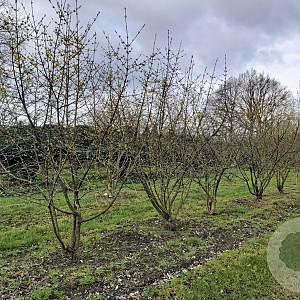 Cornus mas 300-350 cm draadkluit meerstammig