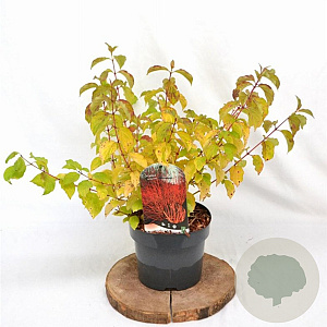 Cornus sang. 'Midwinter Fire' 30-40 cm 3,0L