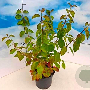 Cornus sang. 'Midwinter Fire' 30-40 cm 3,0L