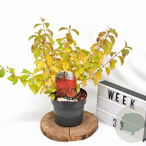 Cornus sang. 'Midwinter Fire' 30-40 cm 3,0L