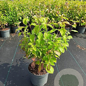 Cornus sang. 'Midwinter Fire' 40-50 cm 3,0L