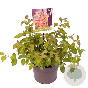 Cornus sang. 'Midwinter Fire' 40-50 cm 3,0L