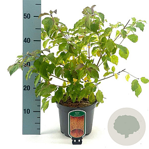 Cornus sang. 'Midwinter Fire' 40-50 cm 3,0L
