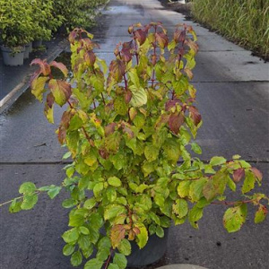 Cornus sang. 'Winter Beauty' 40-60 cm 10L