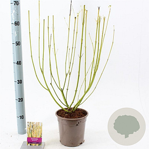 Cornus sericea 'Flaviramea' 40-60 cm 2,0L