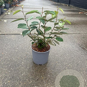 Elaeagnus ebbingei 40-60 cm 3,0L