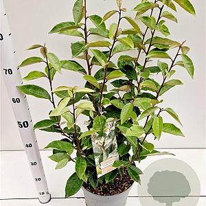 Elaeagnus ebbingei 40-60 cm 3,0L