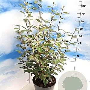 Elaeagnus ebbingei 80-100 cm 10L