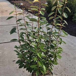 Elaeagnus ebbingei 80-100 cm 10L