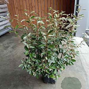 Elaeagnus ebbingei 80-100 cm 10L