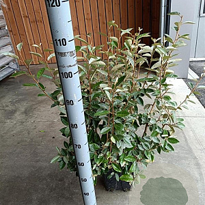 Elaeagnus ebbingei 80-100 cm 10L