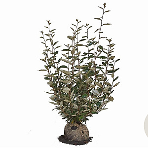 Elaeagnus ebbingei 100-120 cm met kluit