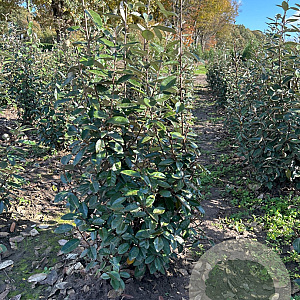 Elaeagnus ebbingei 100-125 cm met kluit