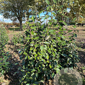 Elaeagnus ebbingei 125-150 cm met kluit