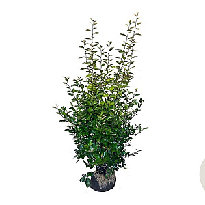 Elaeagnus ebbingei 125-150 cm met kluit