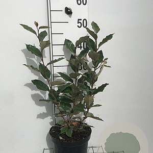 Elaeagnus ebb. 'Compacta' 40-50 cm 3,0L
