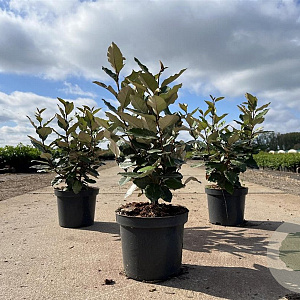 Elaeagnus ebb. 'Compacta' 40-50 cm 3,0L