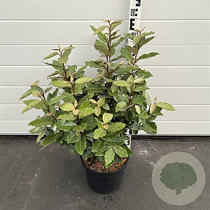 Elaeagnus ebb. 'Compacta' 50-60 cm 7,5L
