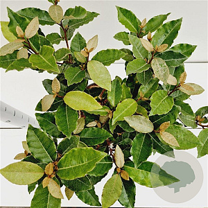 Elaeagnus ebb. 'Compacta' 50-60 cm 7,5L