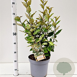 Elaeagnus ebb. 'Compacta' 60-70 cm 7,5L