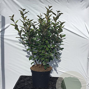 Elaeagnus ebb. 'Compacta' 60-70 cm 7,5L