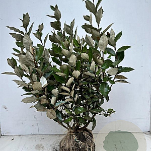 Elaeagnus ebb. 'Compacta' 80-100 cm met kluit