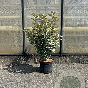 Elaeagnus ebb. 'Compacta' 80-100 cm 7,5L