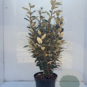 Elaeagnus ebb. 'Compacta' 80-100 cm 10L