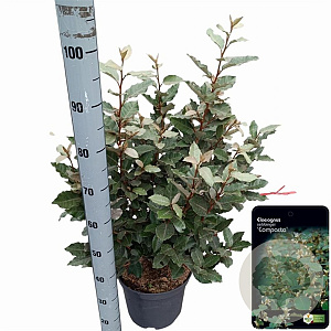 Elaeagnus ebb. 'Compacta' 80-100 cm 10L
