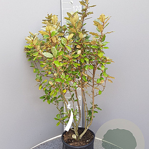 Elaeagnus ebb. 'Compacta' 80-100 cm 10L