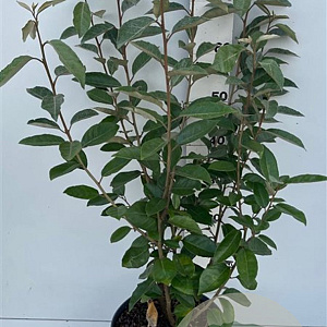 Elaeagnus ebb. 'Compacta' 80-100 cm 10L