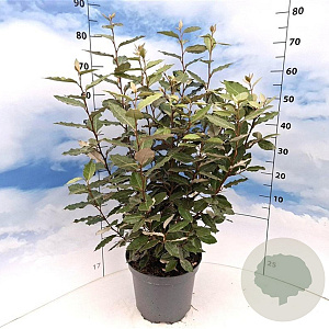 Elaeagnus ebb. 'Compacta' 80-100 cm 10L