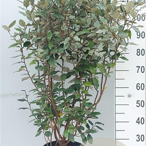 Elaeagnus ebb. 'Compacta' 80-100 cm 10L