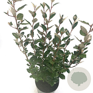 Elaeagnus ebb. 'Compacta' 80-100 cm 10L
