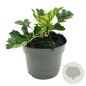 Acanthus 'Whitewater' GM 2,0L