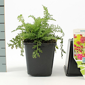 Achillea m. 'Cerise Queen' GM P9