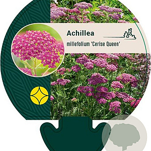 Achillea m. 'Cerise Queen' GM P9