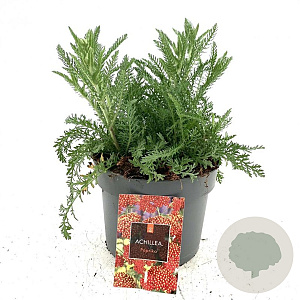 Achillea m. 'Paprika' GM 2,0L