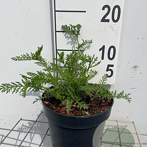 Achillea m. 'Paprika' GM 2,0L