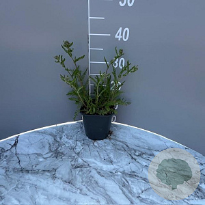 Achillea m. 'Paprika' GM 2,0L