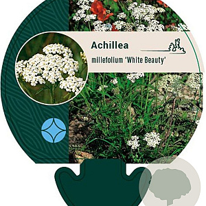 Achillea m. 'White Beauty' GM P9