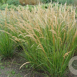 Achnatherum calamagrostis 'Algäu' GM P9