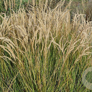 Achnatherum calamagrostis 'Algäu' GM P9