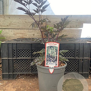 Actaea simp. 'Brunette' GM 2,0L