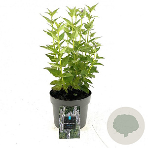Agastache 'Blue Fortune' GM 2,0L