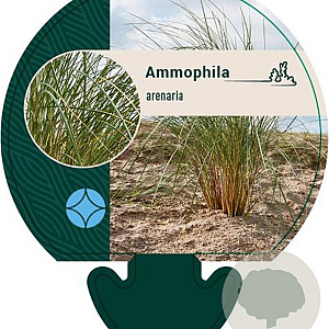Ammophila arenaria GM P9