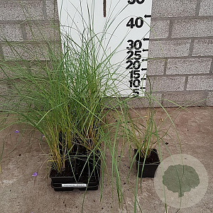 Ammophila arenaria GM P9