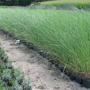 Ammophila arenaria GM P9