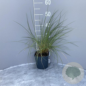 Ammophila arenaria GM 2,0L